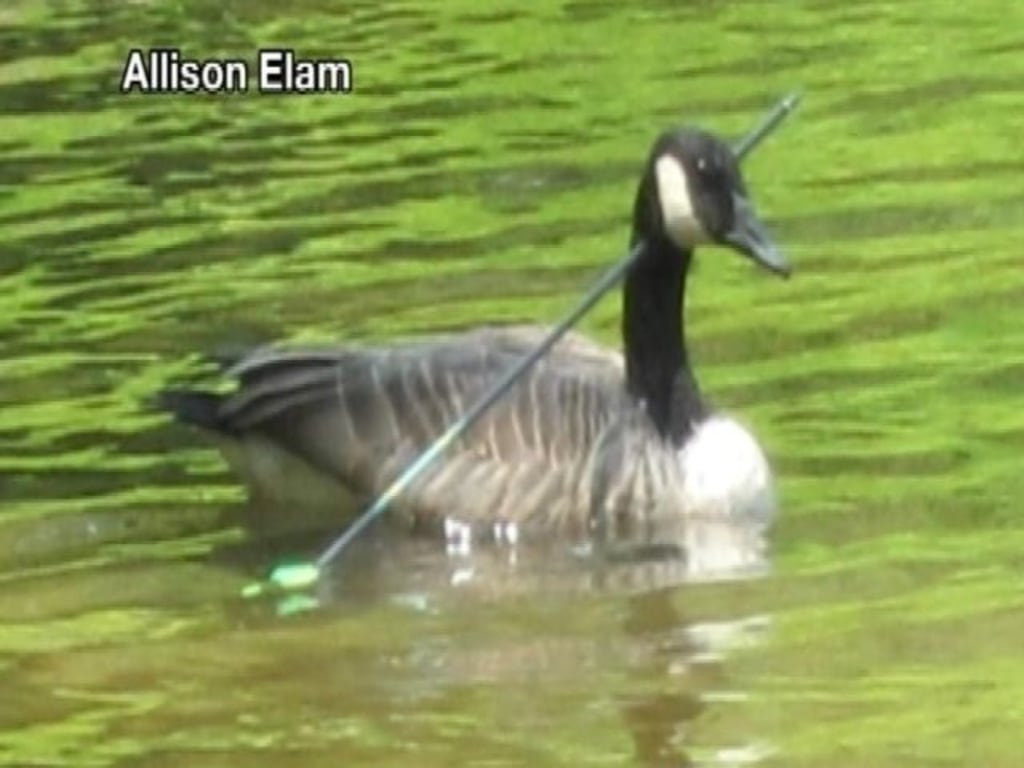 Goose pierced through the neck with arrow